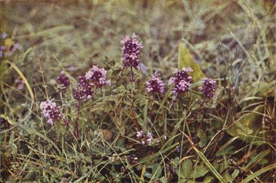 Wild Flowers: Wild Thyme by Charles Essenhigh Corke