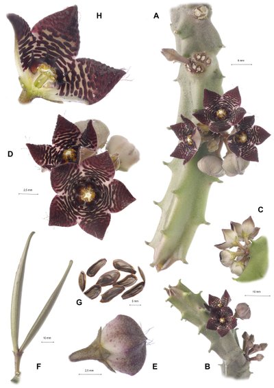 Botanical board, Apteranthes joannis by Augustus Kollner