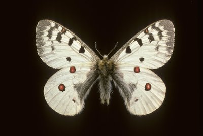 Small apollo by Augustus Kollner
