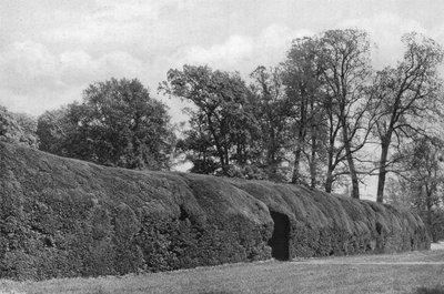 Giant Yew Hedge by Charles Latham