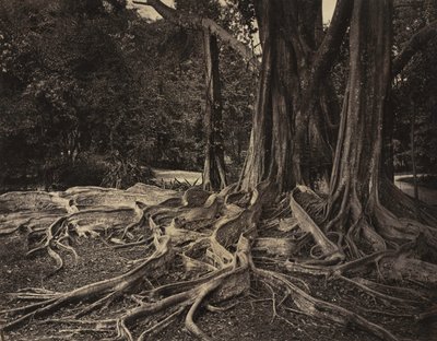Rubber Tree, Assam, India by Charles T. Scowen