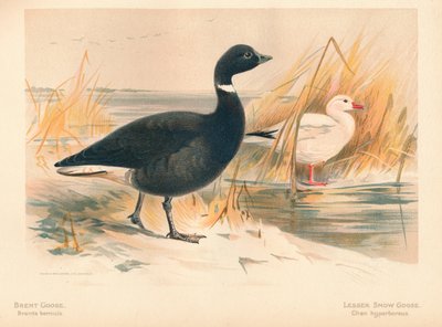 Brent Goose Branta bernicla, Lesser Snow Goose Chen hyperboreus, 1900 by Charles Whymper