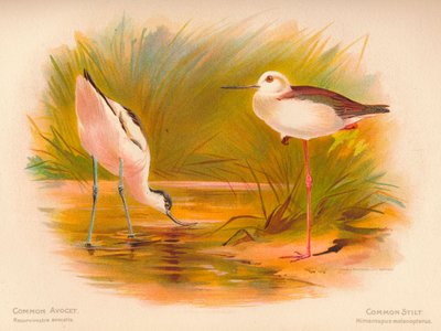 Common Avocet Recurvirostra avocetta, Common Stilt Himantopus melanopterus by Charles Whymper