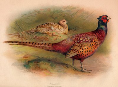 Pheasant Phasianus colchicus, 1900 by Charles Whymper