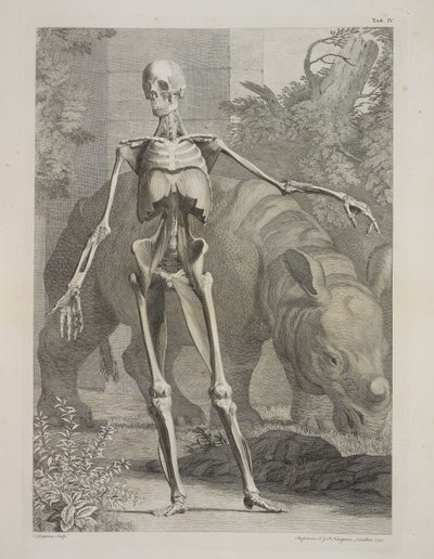 Skeleton and Rhinoceros, Tables of the Skeleton and Muscles of the Human Body, by Bernhard Siegfried Albinus by Charles the Elder Grignion