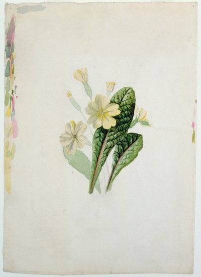 Study of a primrose by Charlotte Bronte