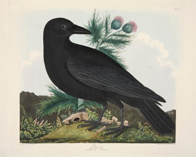 Raven, Corvus Corai by Charlotte Lousia Emily Perrott