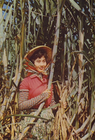 Taiwan: Cane Sugar by Chinese Photographer