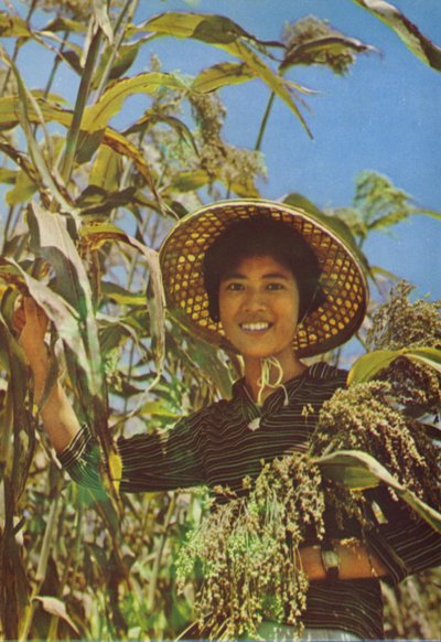 Taiwan: Sorghum from Which Kaoliang Wine is Made by Chinese Photographer