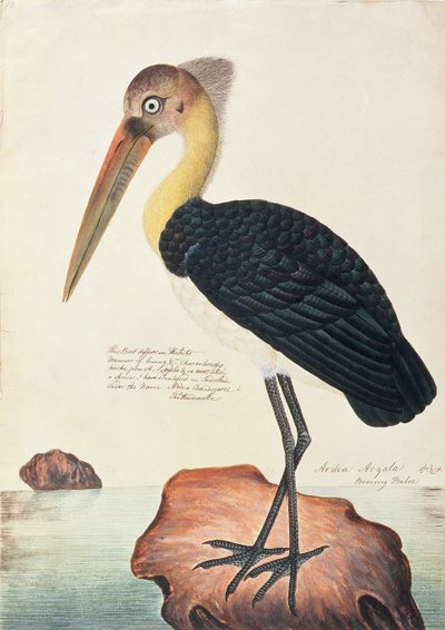 Ardea Argala, from Drawings of Birds from Malacca by Chinese School