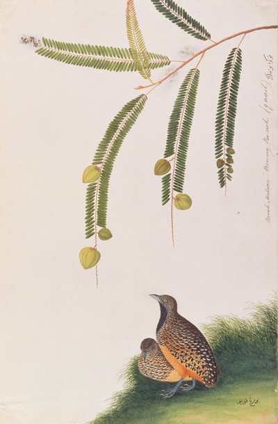 Barred Buttonquail, from Drawings of Birds from Malacca, c.1805-18 by Chinese School