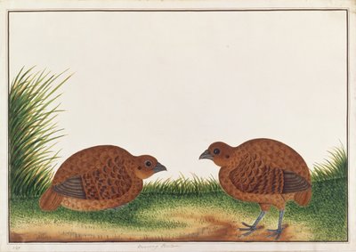Black Partridge, from Drawings of Birds from Malacca, c.1805-18 by Chinese School