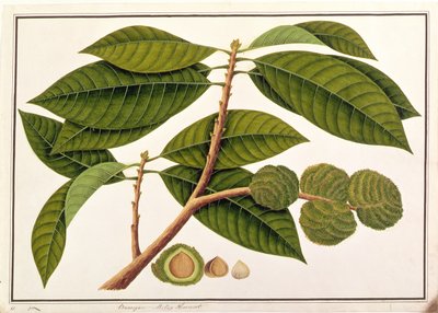 Brangam or Malay Chestnut, from Drawings of Plants from Malacca, c.1805-18 by Chinese School