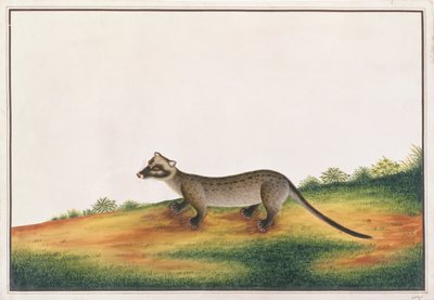 Common Palm Civet, from Drawings of Animals, Insects and Reptiles from Malacca by Chinese School