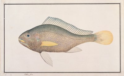 Croaker, from Drawings of Fishes from Malacca, c.1805-18 by Chinese School
