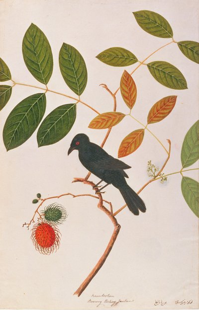 Crow-billed Drongo, from Drawing of Birds from Malacca, c.1805-18 by Chinese School