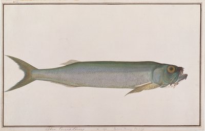 Dorab Wolf-herring, from Drawings of Fishes from Malacca, c.1805-18 by Chinese School
