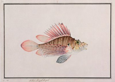 Eekan Linqah Singah, from Drawings of Fishes from Malacca, c.1805-18 by Chinese School