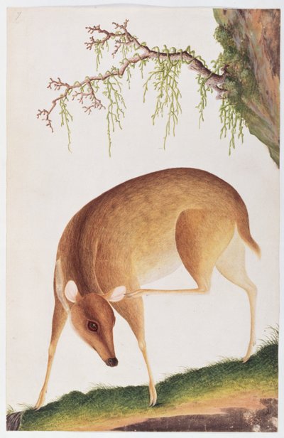 Fawn, from Drawings of Animals, Insects and Reptiles from Malacca by Chinese School