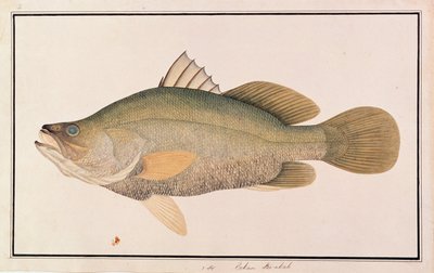 Giant Sea Perch, from Drawings of Fishes from Malacca, c.1805-18 by Chinese School