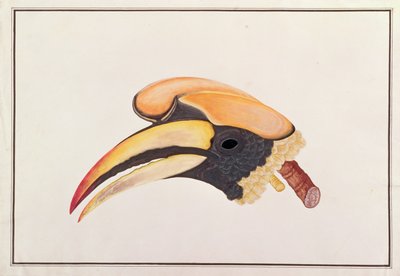 Great Hornbill, from Drawings of Birds from Malacca, c.1805-18 by Chinese School