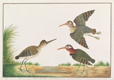 Greater Painted-snipe, from Drawings of Birds from Malacca by Chinese School
