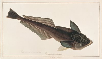 Live Sharksucker, from Drawings of Fishes from Malacca, c.1805-18 by Chinese School
