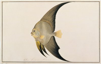 Long-finned Batfish, from Drawings of Fishes from Malacca, c.1805-18 by Chinese School