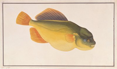 Putterfish, from Drawings of Fishes from Malacca, c.1805-18 by Chinese School