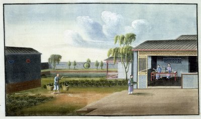 Sorting tea by Chinese School