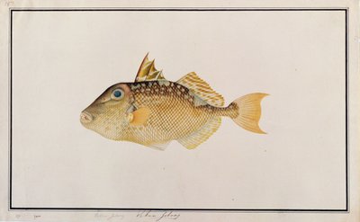 Starry Triggerfish, from Drawings of Fishes from Malacca, c.1805-18 by Chinese School