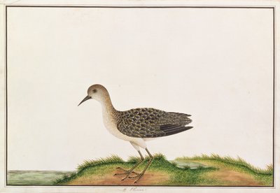 Wood Sandpiper, from Drawings of Birds from Malacca, c.1805-18 by Chinese School