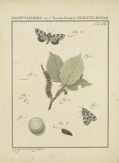 Moths by Christiaan Sepp