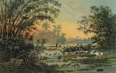 Wildlife on the middle Orinoco, Venezuela by Christian Anton Goering