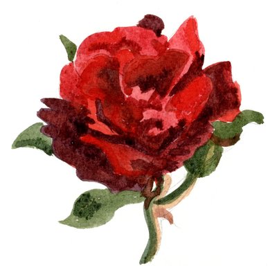 Red Rose by Christian Furr