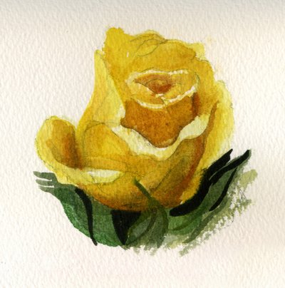 Yellow Rose by Christian Furr
