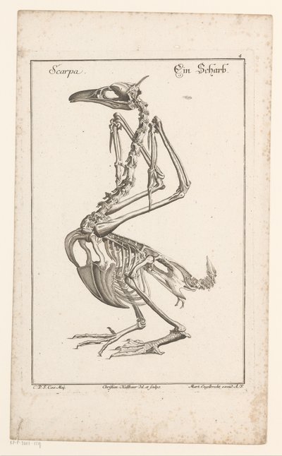 Skeleton of a Cormorant Scarpa / Ein Scharb (title on object) Different Sceleta or Bone Bodies (series title) by Christian Hallbaur