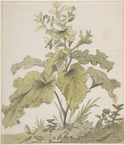Study of a Plant by Christian Wilhelm Ernst Dietrich