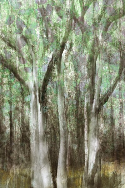 Abstract Woodland Serenity by Christina Sillen