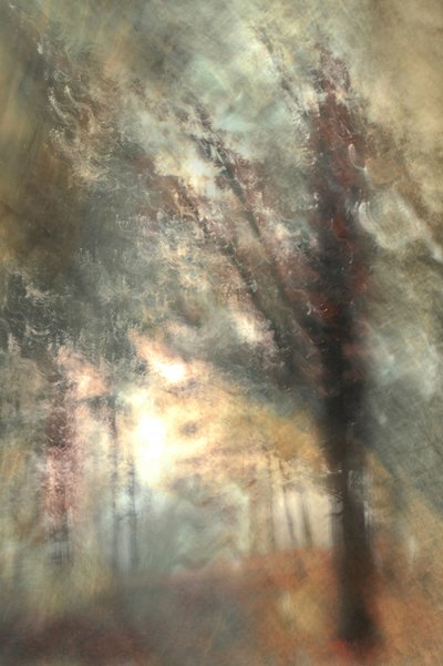 Autumn Forest Glow by Christina Sillen