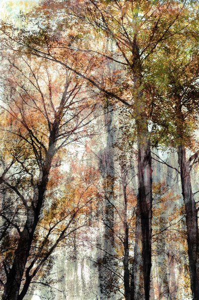 Autumn Forest Light by Christina Sillen