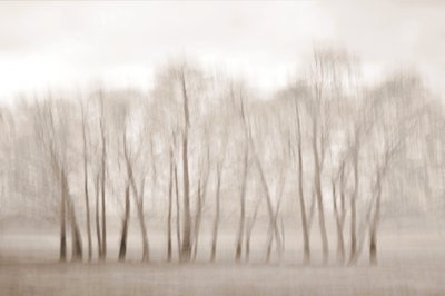 Bare Trees Softly Blurred by Christina Sillen
