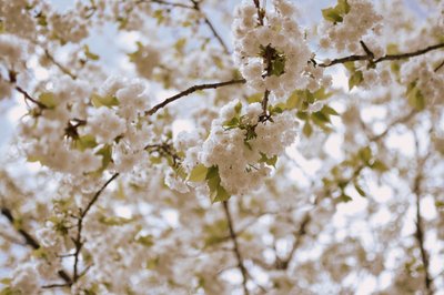 Delicate Spring Blossoms by Christina Sillen