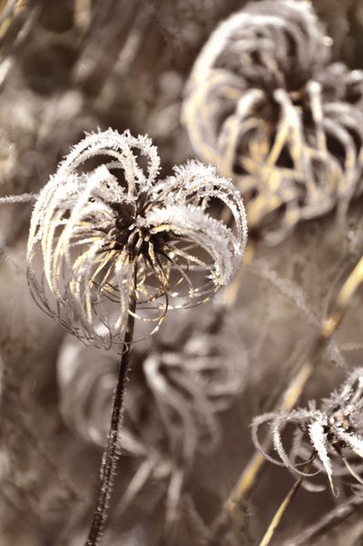 Delicate Winter Frost by Christina Sillen