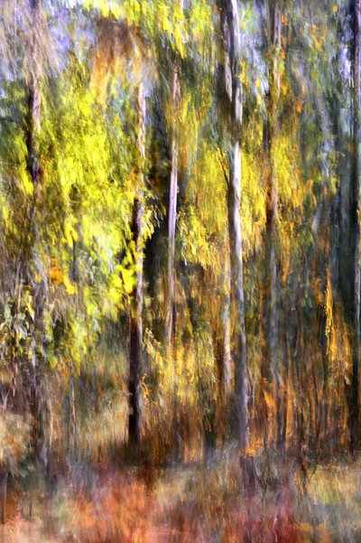 Dreamy Autumn Forest by Christina Sillen