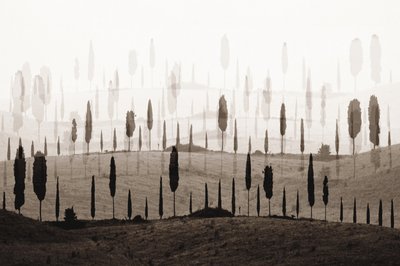 Dreamy Cypress Hills by Christina Sillen