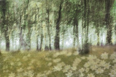 Dreamy Forest Flowers by Christina Sillen