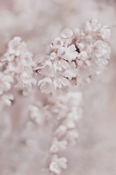 Dreamy Pink Blossoms by Christina Sillen