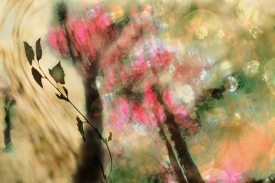 Dreamy Pink Foliage by Christina Sillen
