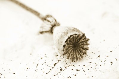 Dried Poppy Pod by Christina Sillen
